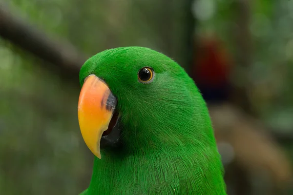 Parrot — Stock Photo, Image