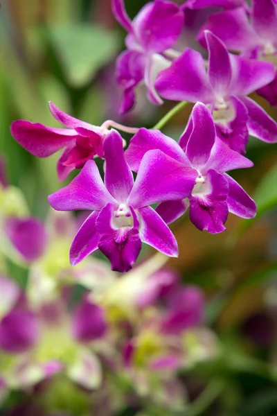 Orchidée — Photo