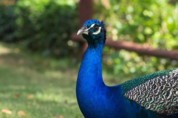 Peacock — Stock Photo, Image