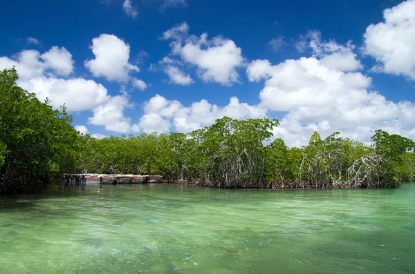 Drzewa mangrowe w morze — Zdjęcie stockowe