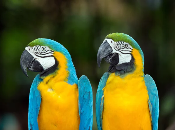 Papağanlar — Stok fotoğraf
