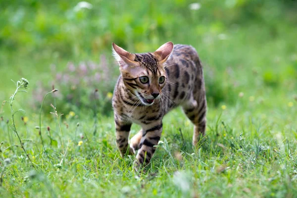 Katze. — Stockfoto