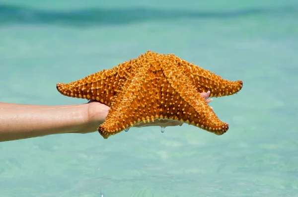 Starfish in hand — Stock Photo, Image