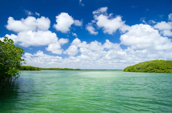 Manglares en el mar — Foto de Stock