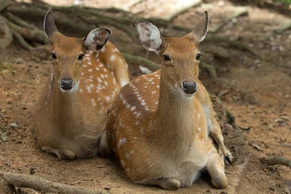 Deer — Stock Photo, Image