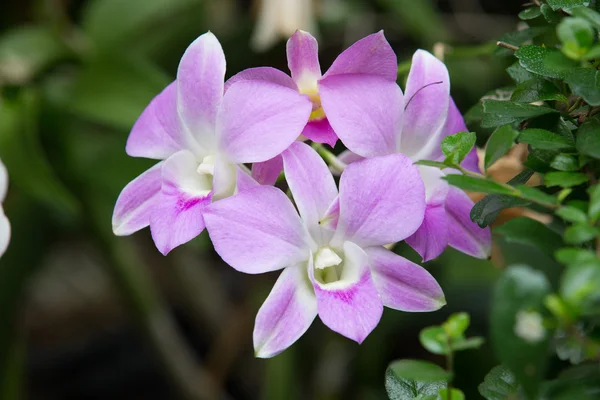 Orquídea —  Fotos de Stock