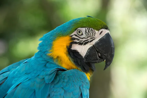 Uccello pappagallo — Foto Stock