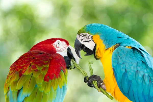 Parrots — Stock Image Parrots Stock Picture