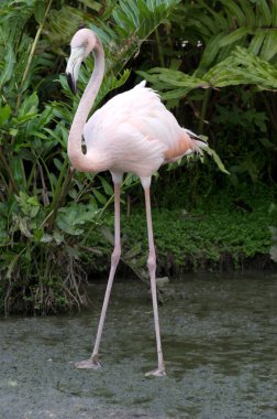 Flamingolar