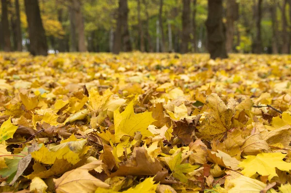 Foglie d'autunno — Foto Stock