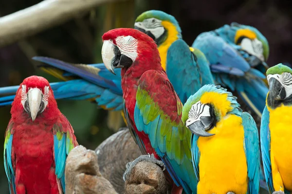 Burung beo — Stok Foto