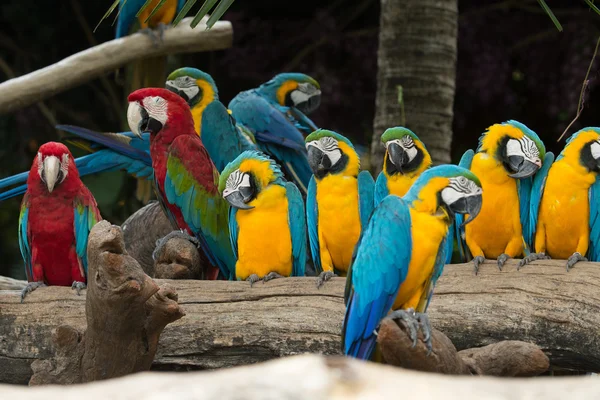 Burung Macaw — Stok Foto