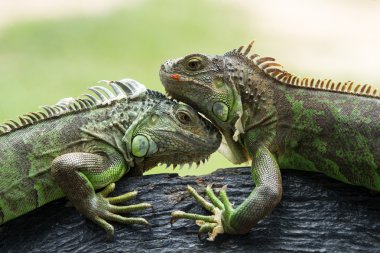 Iguana