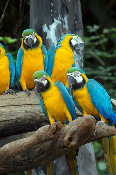 Parrots — Stock Photo, Image