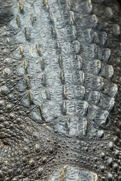 Crocodile skin texture — Stock Photo, Image
