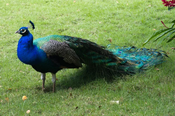 Pfau — Stockfoto