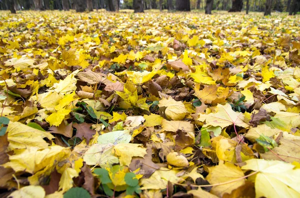 Foglie d'autunno — Foto Stock