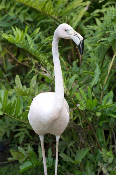 Flamingos — Stock Photo, Image