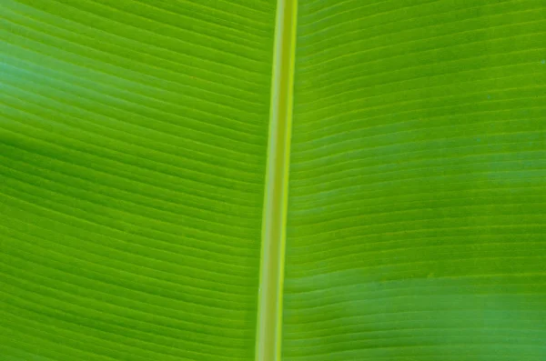 Grönt blad konsistens — Stockfoto