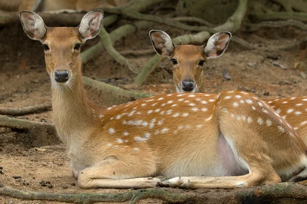 Deer — Stock Photo, Image