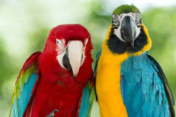Parrots — Stock Image Parrots Royalty Free Stock Images