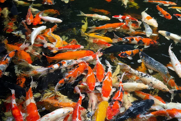 Carps swimming — Stock Photo, Image