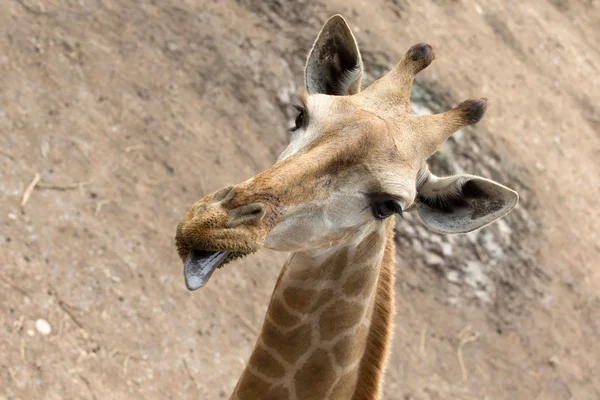 Giraffe — Stock Photo, Image