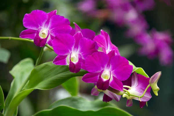 Orchid — Stock Photo, Image