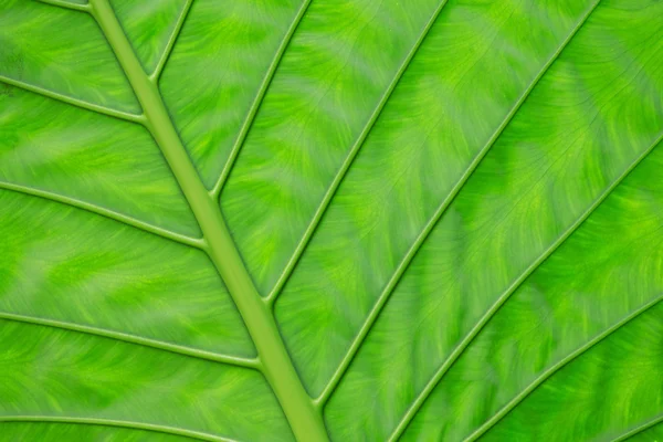 Foglia verde — Foto Stock