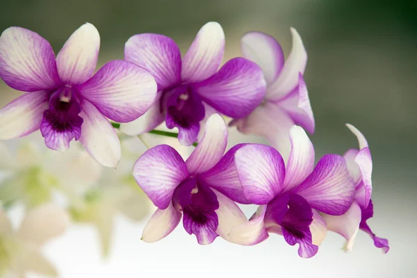 Orchid — Stock Photo, Image