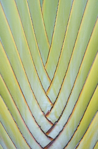 Textura de folha verde — Fotografia de Stock