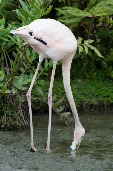 Flamingos — Stock Photo, Image