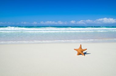 Deniz yıldızı beach üzerinde