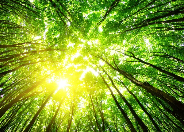 forest