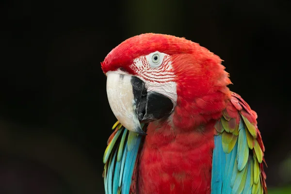 Parrot bird — Stock Photo, Image