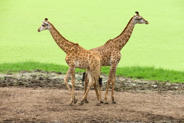 Giraffes — Stock Photo, Image