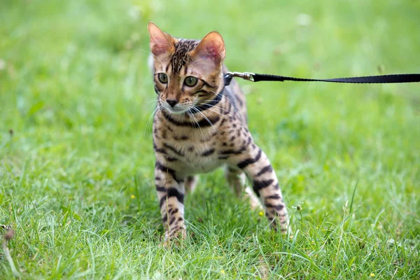 Gato. — Fotografia de Stock