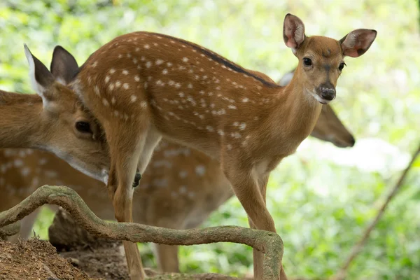 Deer — Stock Photo, Image