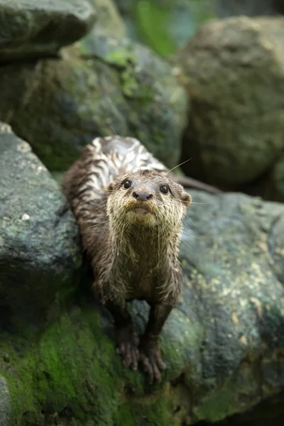 Otter — Stock Photo, Image