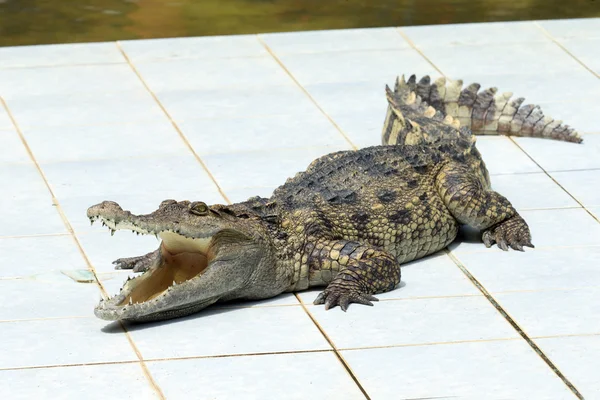 Alligator — Stock Photo, Image