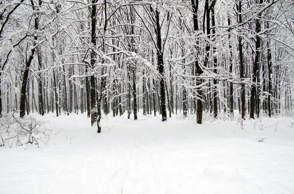 Foresta invernale — Foto Stock