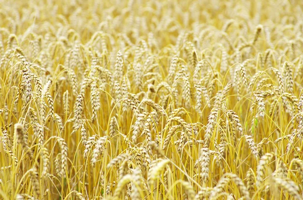 小麦 — ストック写真