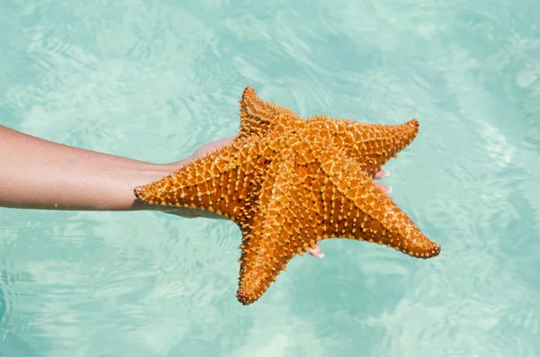 Starfish in hand — Stock Photo, Image