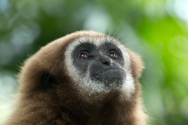 Gibbon