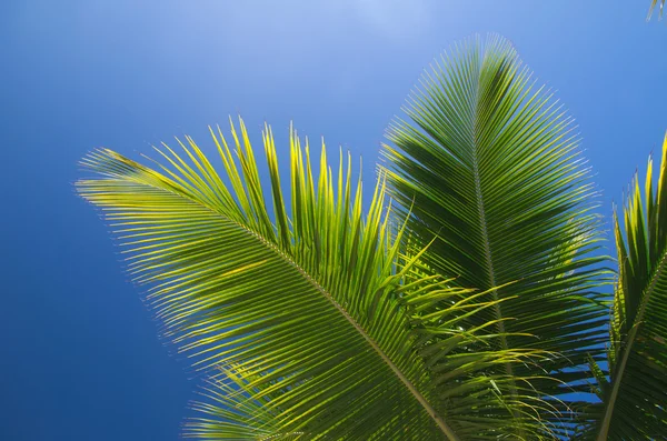 Palmboom — Stockfoto