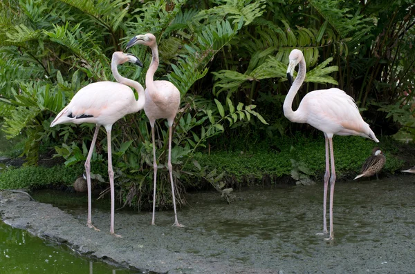 Flamants roses — Photo