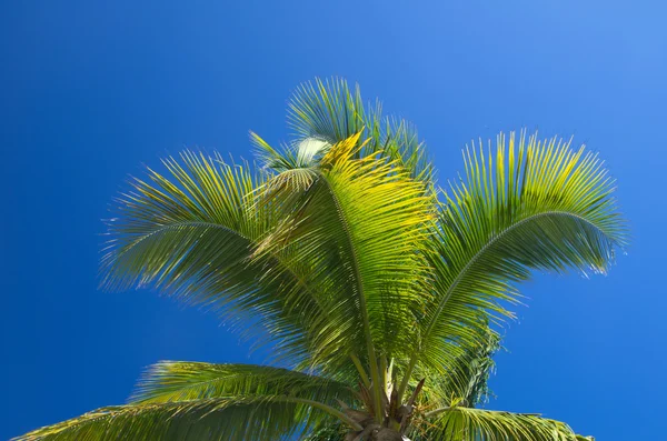 Palmiye ağacı — Stok fotoğraf