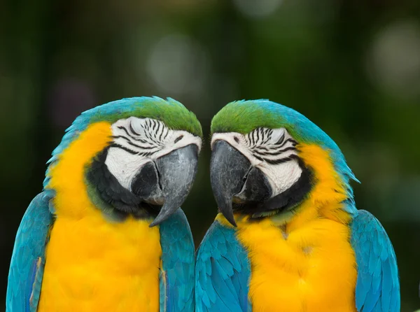 Parrots — Stock Photo, Image