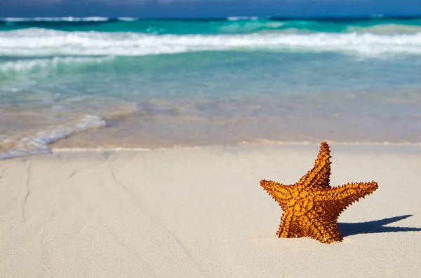 Estrela-do-mar sobre praia — Fotografia de Stock