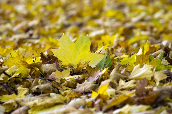 Foglie d'autunno — Foto Stock